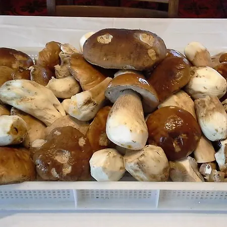 Musolesi מלון Madonna di Fornelli